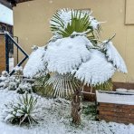 Palma konopná (Trachycarpus fortunei) - výška kmeňa 20-30 cm, celková výška 100-120 cm, kont. C18L (-17°C) 
